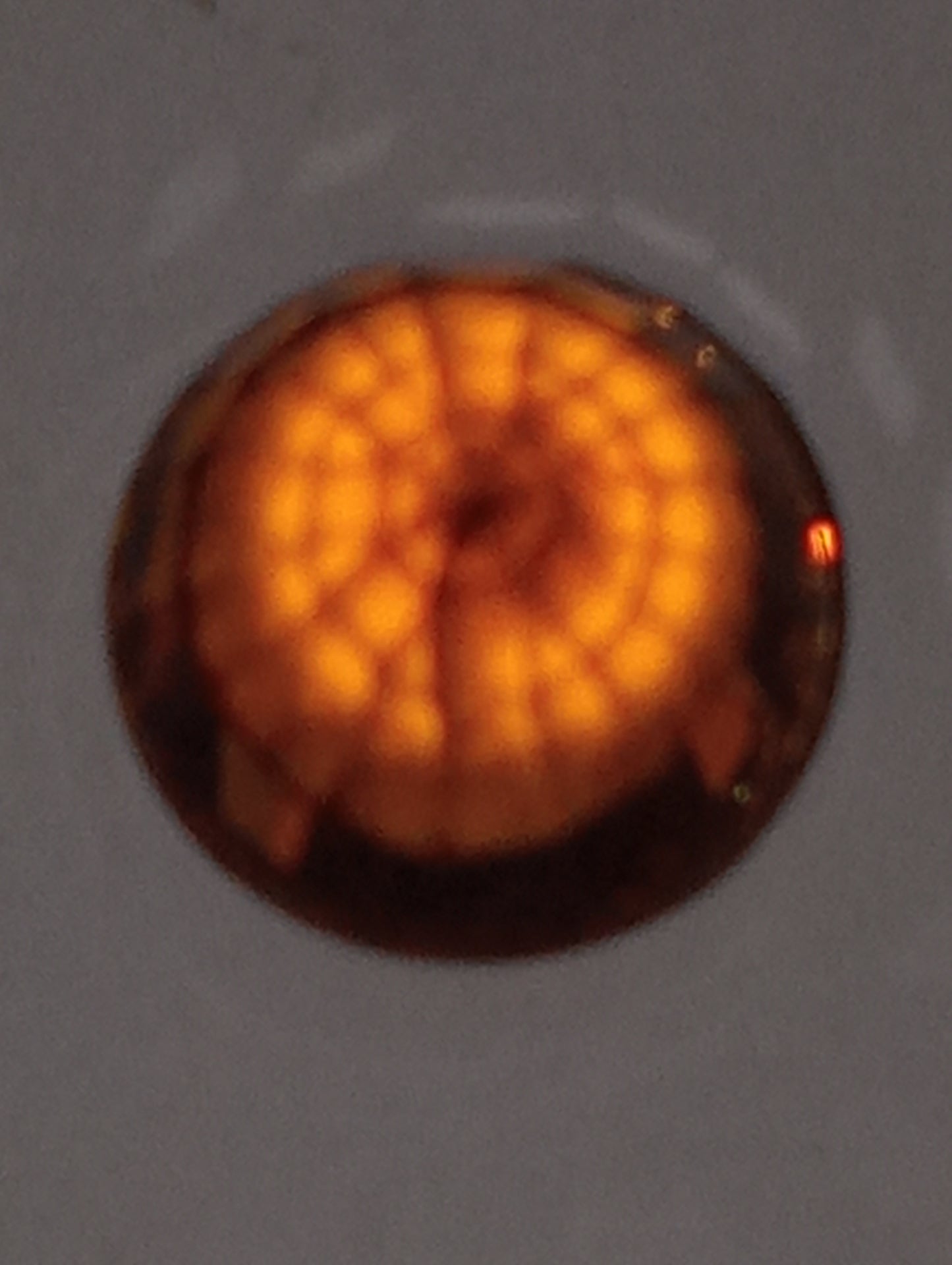 garnet gemstone mandarin spessartite , 6.5mmround, 1.86ct
