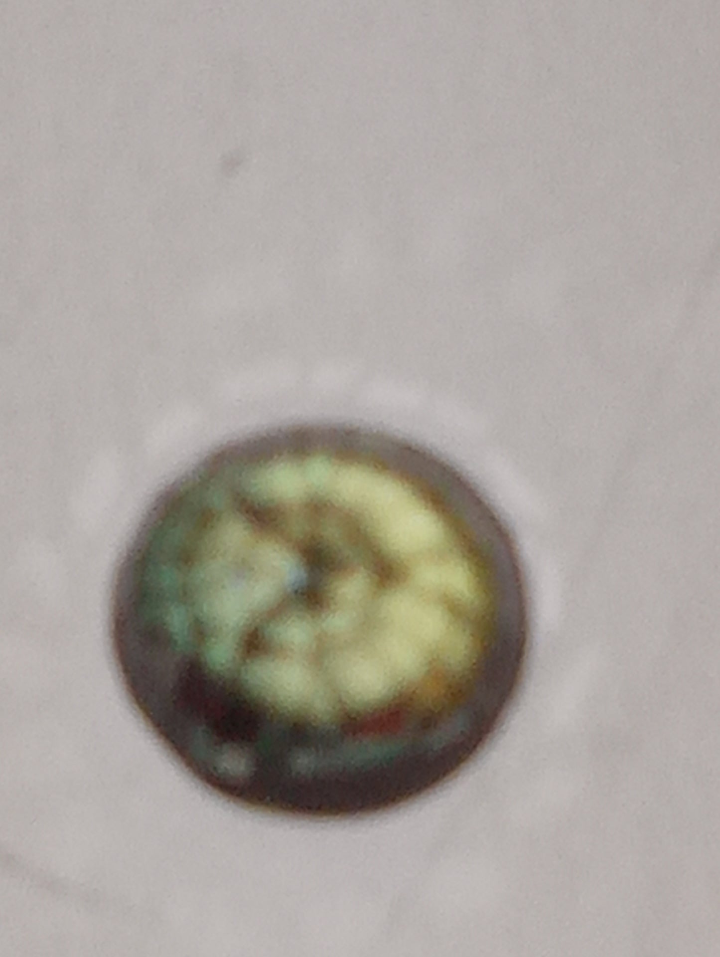 Alexandrite gemstone, round cut, 4.8mm, .65ct
