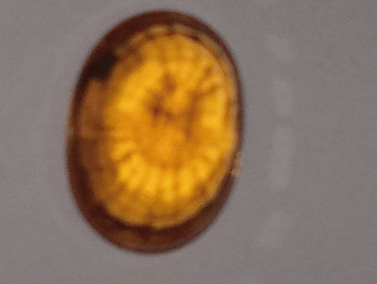 garnet gemstone mandarin spessartite  7mmx5mm oval cut, 1.41ct
