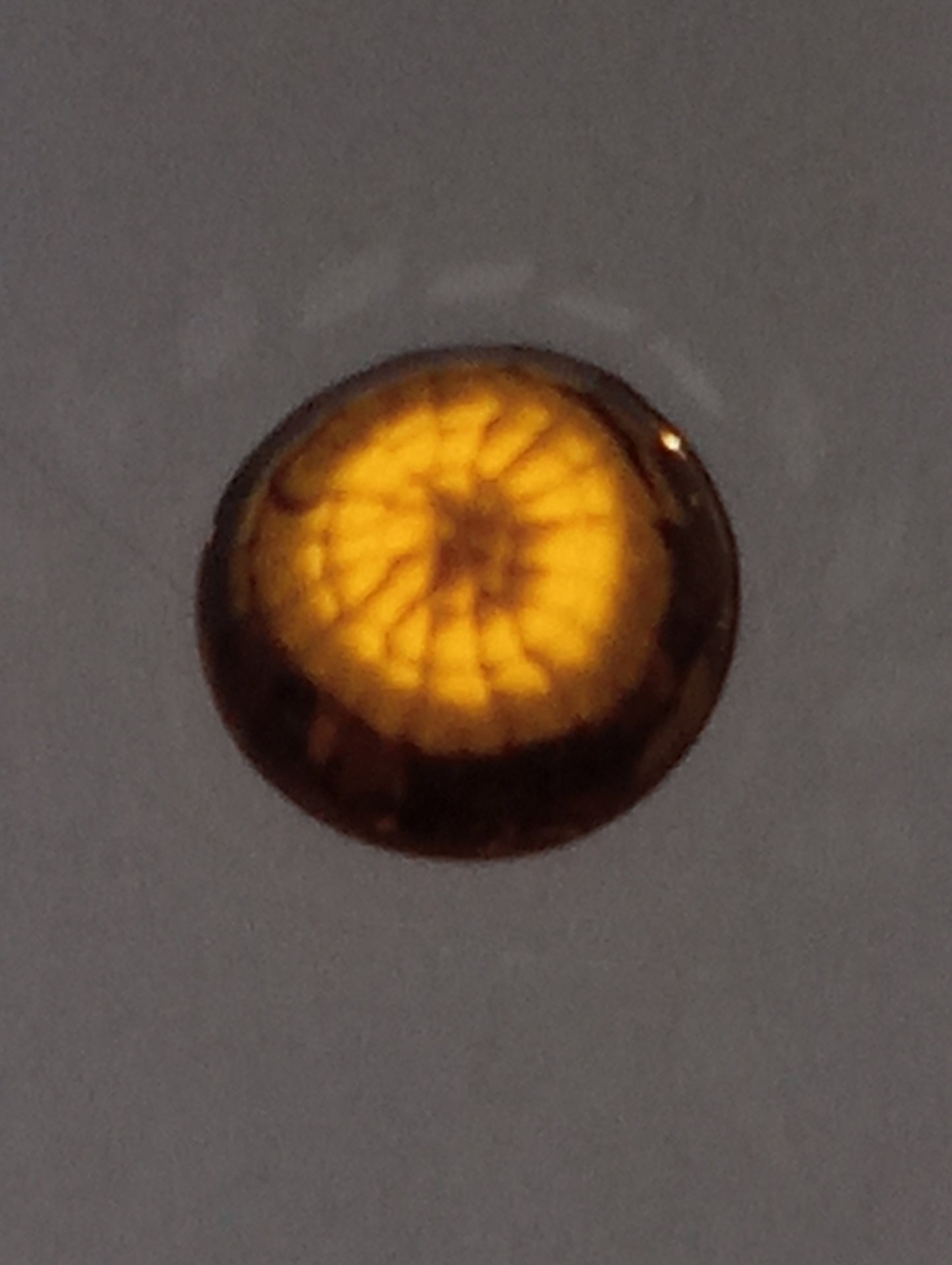 garnet gemstone, mandarin spessartite, 5mm round cut, .81ct